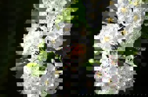 Tjørnblomst med bi pixabay