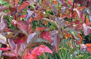 Sorbus burka 1.jpg