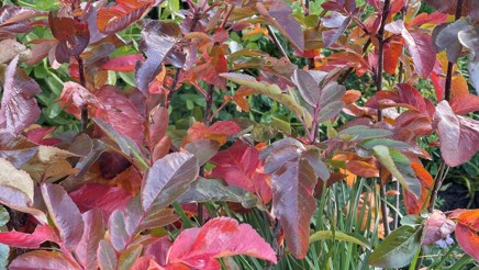 Sorbus burka 1.jpg